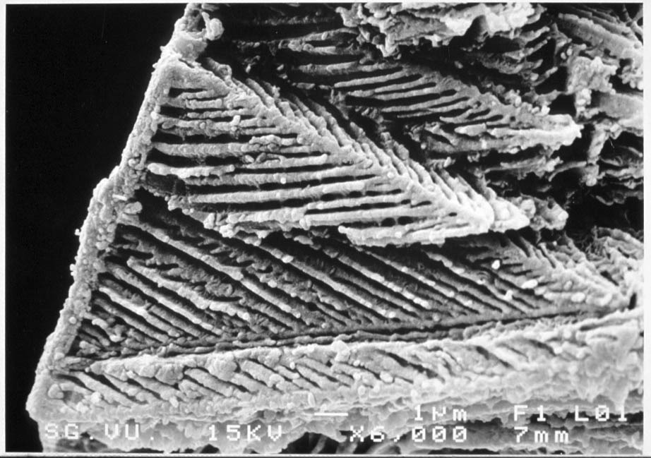 smectite veer