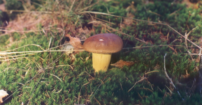 kastanjeboleet