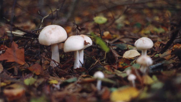 roestvlekkenzwam
