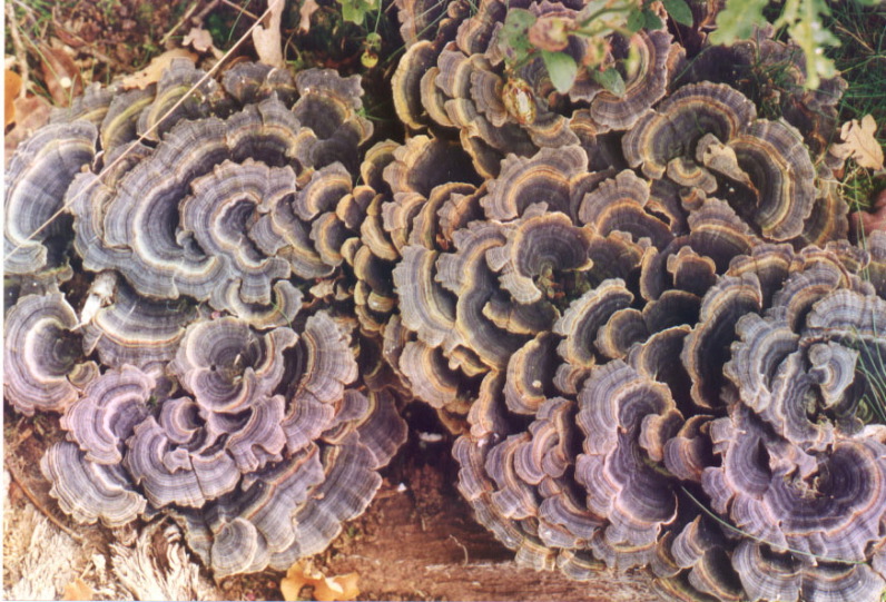 elfenbankjes