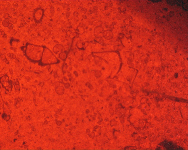 piobbicoa