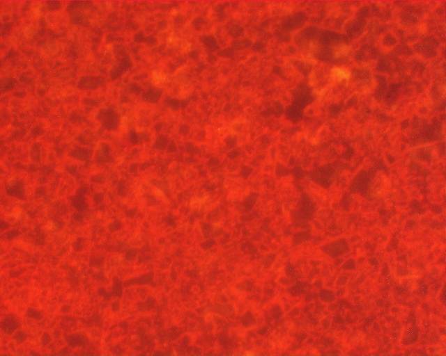 316b