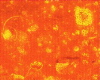325b1