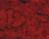 piobbicob